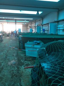 SABANA PROJECT'S WORKSHOP LAS PALMAS
